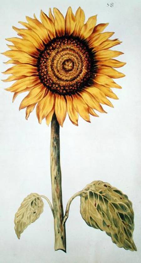 Sunflower or Helianthus, from 'La Guirlande de Julie' von Nicolas Robert