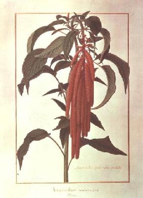 Amarantus Caudatus (w/c on vellum)