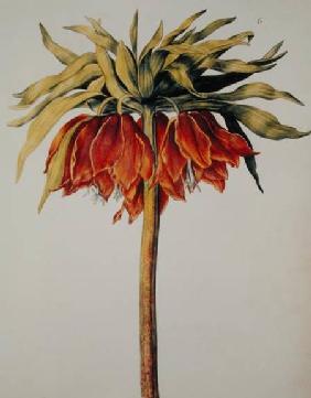 Crown Imperial Lily or Fritillary, from 'La Guirlande de Julie' c.1642  on