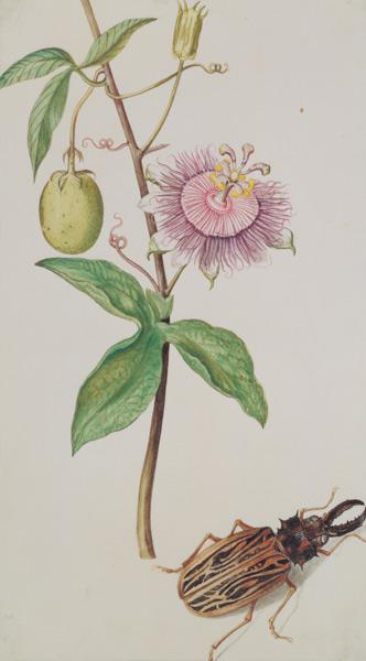Exotic Plant and Beetle c.1675
