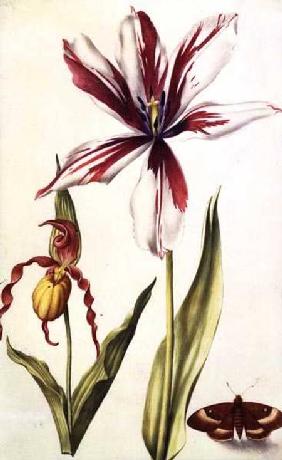 Orchid, Tulip and Butterfly c.1675