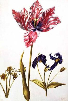 Tulip and Daffodil c.1675