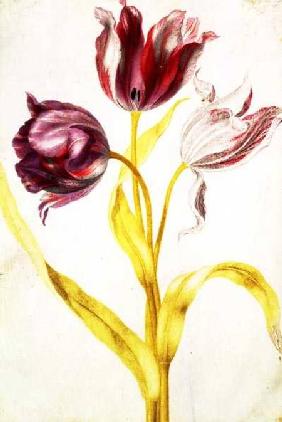 Tulips c.1675