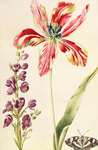 Tulip, Stocks and Butterfly von Nicolas Robert