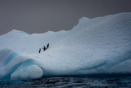 Verschneiter Eisberg,Heimat von drei Pinguinen