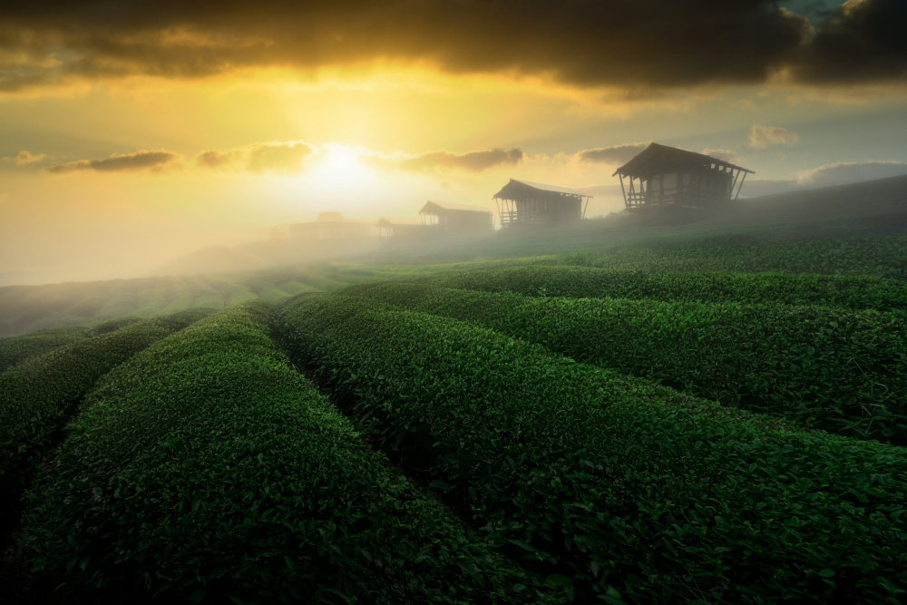 nebliger Sonnenaufgang im Teegarten von NingYun Ye