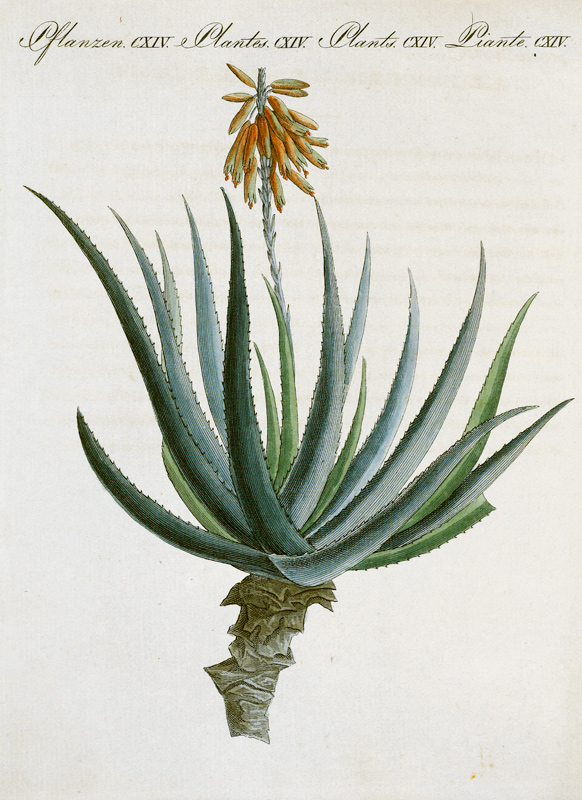Aloe /from Bertuch 1809 von 