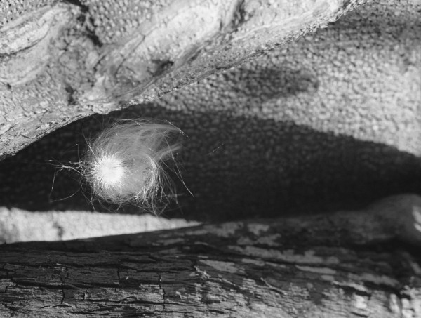 Abstract form of nature (b/w photo)  von 
