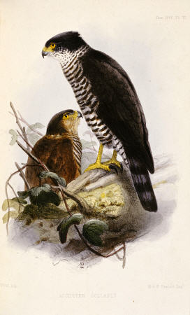 Accipiter Collaris (Semicollared Hawk) von 