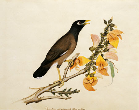 A Minah Bird Perched On A Flowering Branch von 