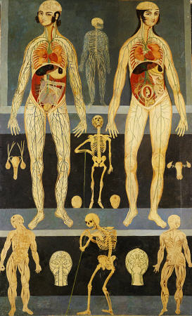 Anatomical Studies: Persia, Qajar von 