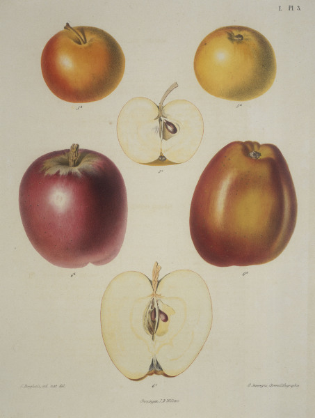 Apple / Colour lithograph von 