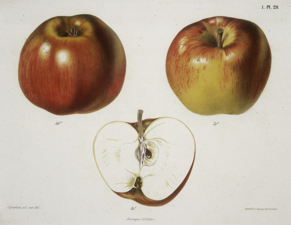 Apple / Colour lithograph von 
