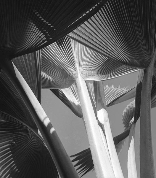 Arrangement of common decorative palm (b/w photo)  von 