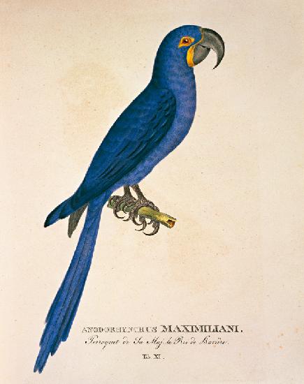 Ara Anodorhynchus maximiliani 1839