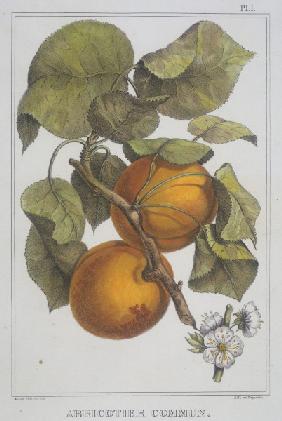 Apricots / Lithograph / Acara