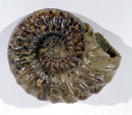 Asteroceras obtusum (Ammonite) found in Lyme Regis, Dorset, Lower Jurassic Period (photo) von 