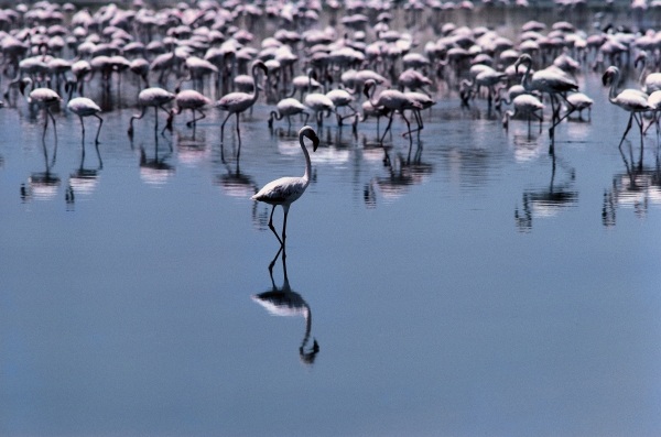 Birds, Flamingos visit coastal towns of Saurashtra (photo)  von 