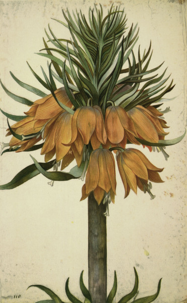 Botany, Lily / Georg Flegel von 