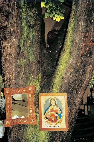 Branch between tree trunks lit up Mother Mary adding (photo)  von 