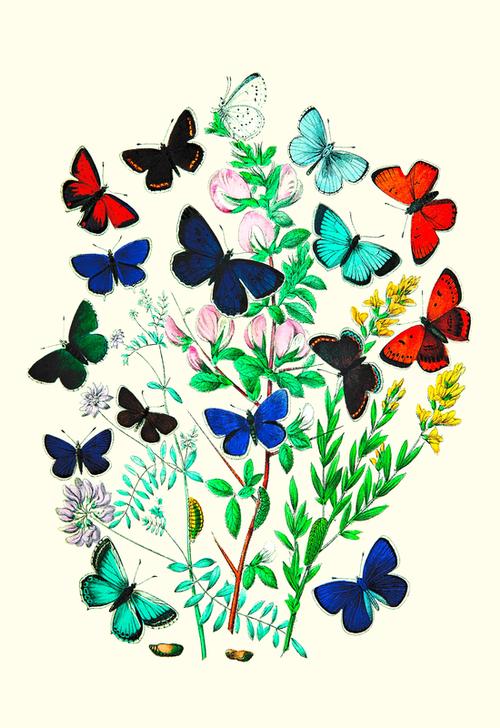 Butterflies von 