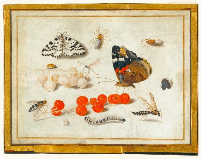 Butterfly, Caterpillar, Moth, Insects, and Currants von 