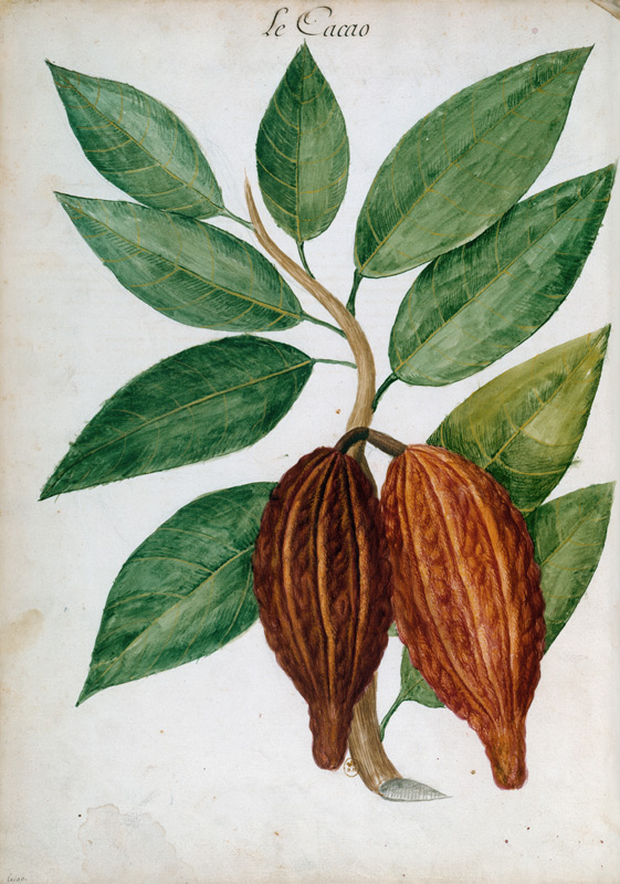 Cacao tree/ Ch.Plumier von 