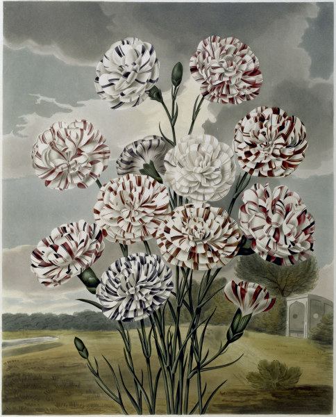 Carnations / Aquatint / S.Curtis 1820 von 