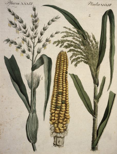 Cereals / from Bertuch 1796 von 