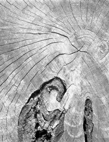 Close up of tree trunk (b/w photo)  von 