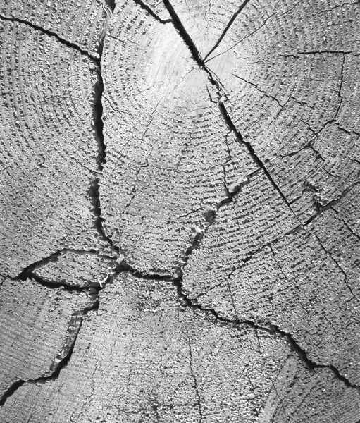 Close up of tree trunk (b/w photo)  von 