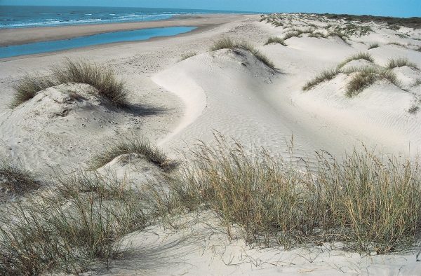 Coastal sand dunes, Kutch (photo)  von 