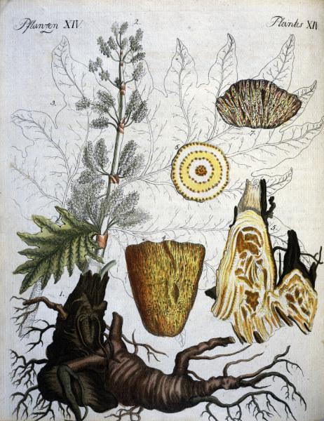 Common Rhubarb / Bertuch 1792 von 