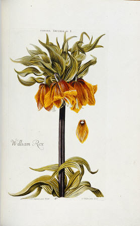 Corona Imperialis From Hortus Nitidissimis Omnem Per Annum Superbieus Floribus von 