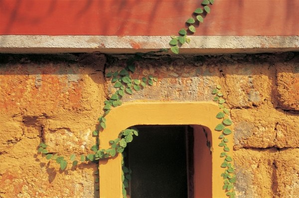 Creeper firmly clawing from ground to window (photo)  von 