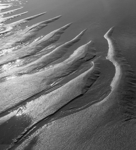Creepers designs and pebble on sand, Porbandar (b/w photo)  von 