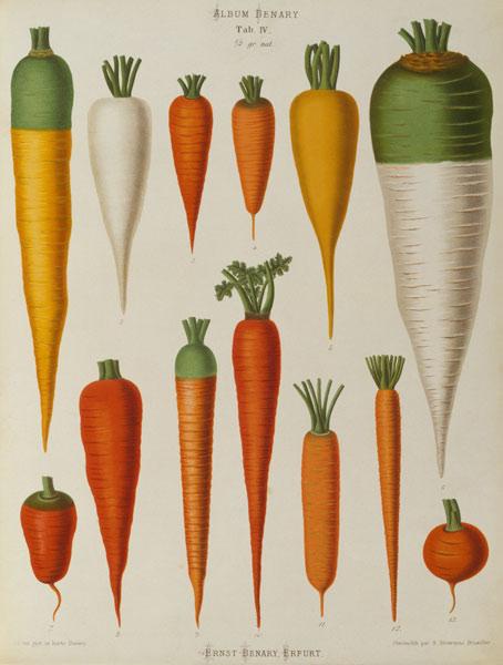 Carrots, Album Benary / Colour lithogr.