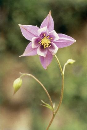 Columbine (Aquilegia pubiflora) (photo) 