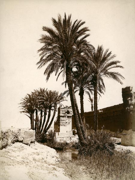 Date palm / Morocco von 