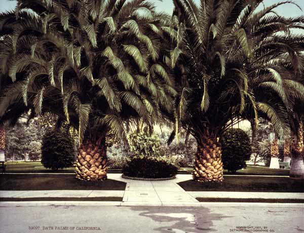 Date Palms / California / Photo / 1901 von 