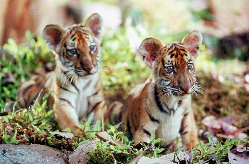 Deux Freres TWO BROTHERS de JeanJacquesAnnaud avec les petits tigres Kumal, Sangha von 