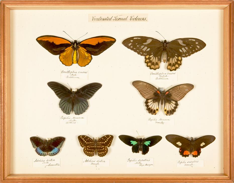 Display showing differences in colouring between male and female butterflies of the same species von 