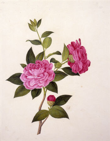 Double Pink Camellia von 