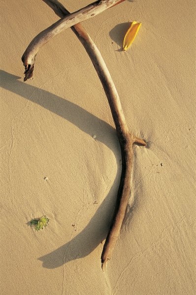 Driftwood and dry leaf (photo)  von 