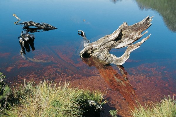 Driftwood in mountain lake draining red water from tee'' trees (photo)  von 