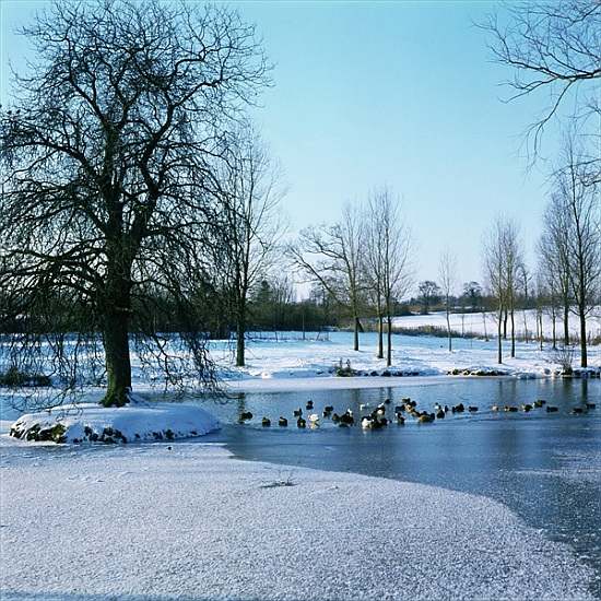Ducks in the Snow near Finchingfield, Essex von 