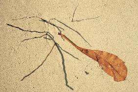 Dry leaf and coconut roots of a dead tree (photo) 