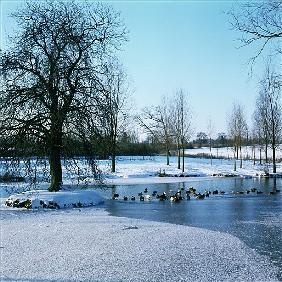 Ducks in the Snow near Finchingfield, Essex