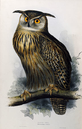 Eagle Owl, Lithographic Plate From ''The Birds Of Europe'' John Gould von 