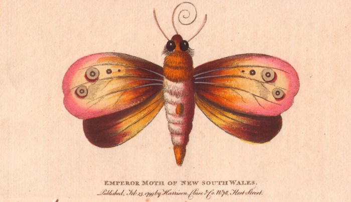 Emperor moth of New South Wales von 